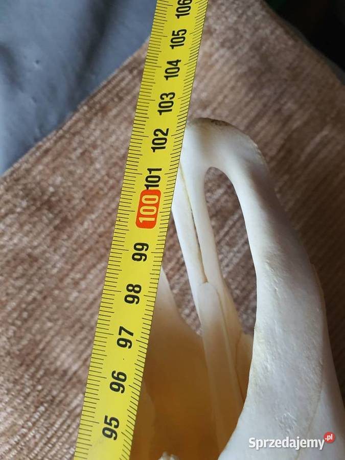 Poroże jelenia Poznań sprzedam