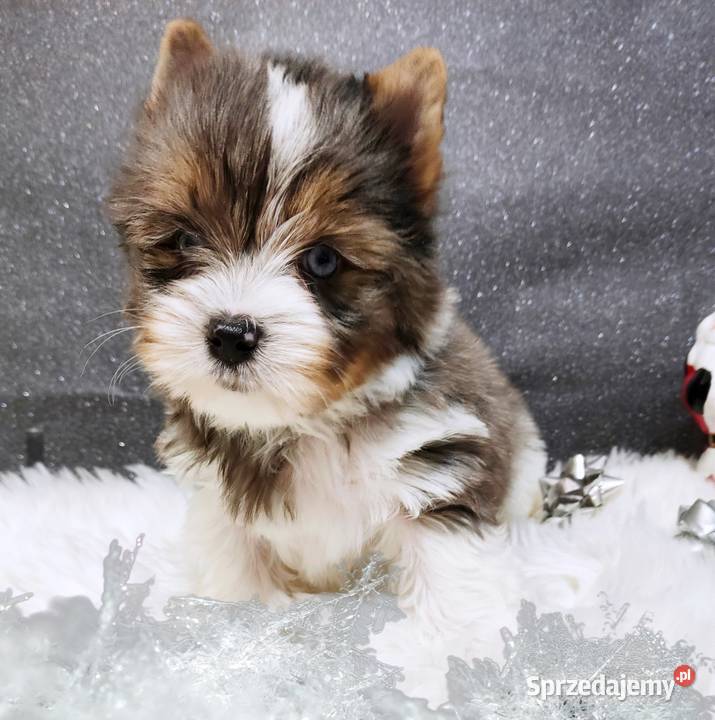 Blueberry Niebieskie Oczy CUDOWNY unikatowy Mega Opole