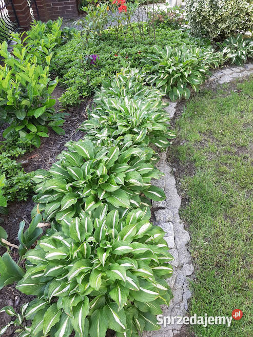Funkia ogrodowa sadzonka Piława Górna