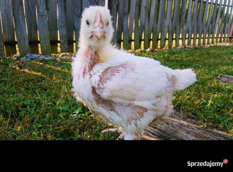 kury brojlery prosto z naszego gospodarstwa Pustków-Osiedle