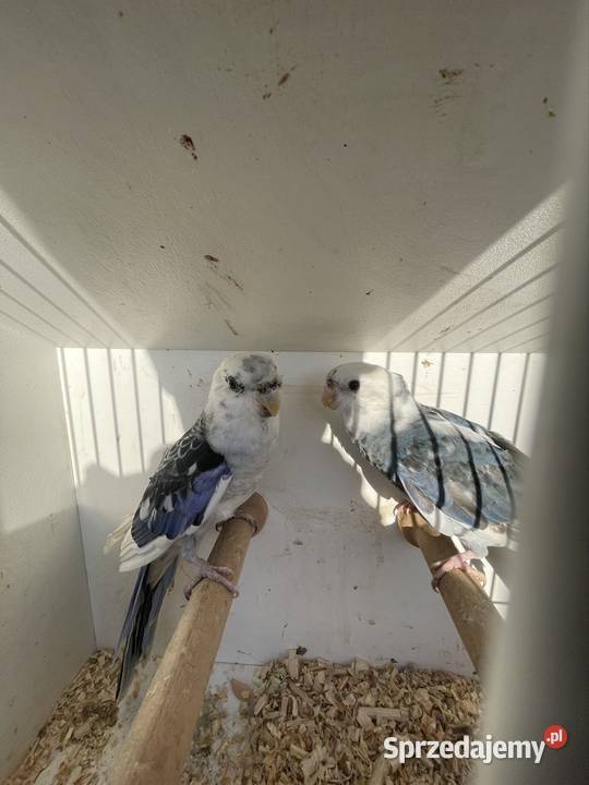 Rozelle królewskie opolskie Olesno