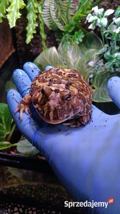 Żaby rogate Warszawa