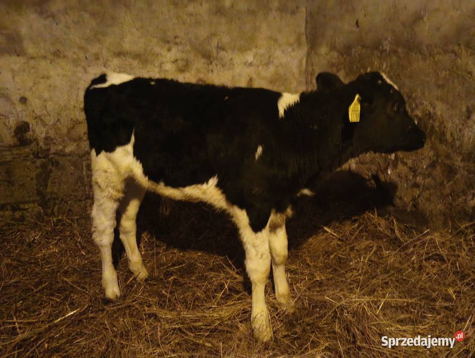 Sprzedam Byczka Czarno Bialego Bydło mazowieckie Grodzisk Mazowiecki