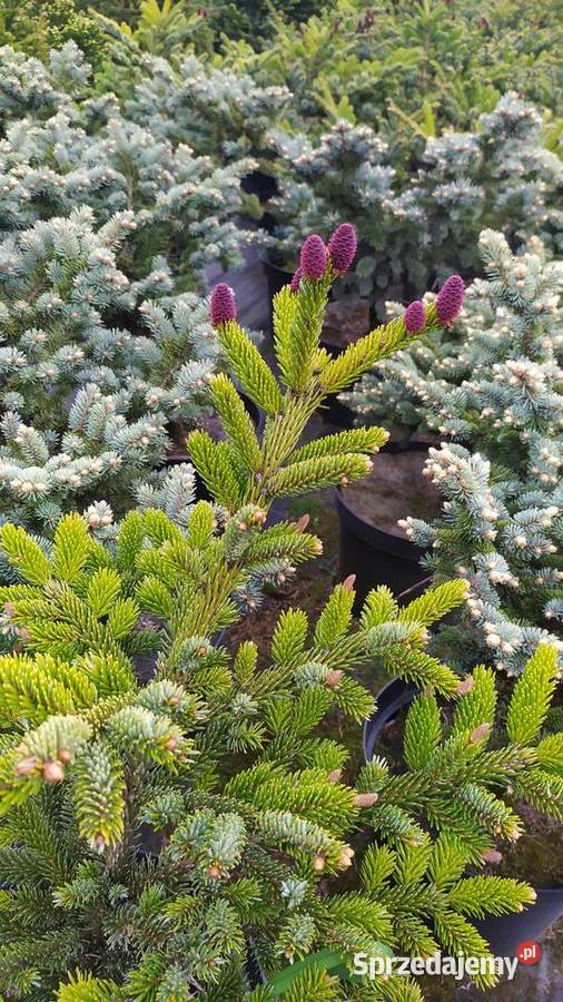 Rośliny ozdobne szczepione na pniu sosna wierzba Bonsai Jelitów sprzedam