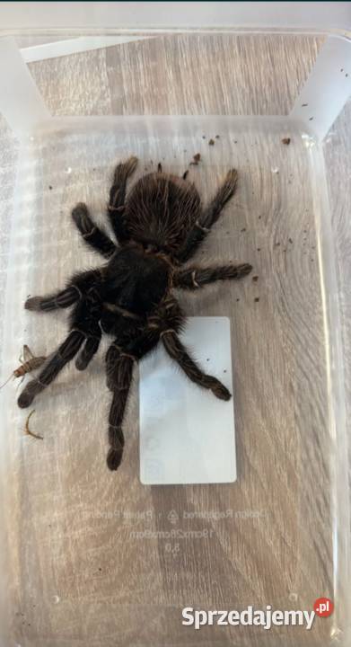Ptasznik lasiodora parahybana dorosła samica pomorskie Reda