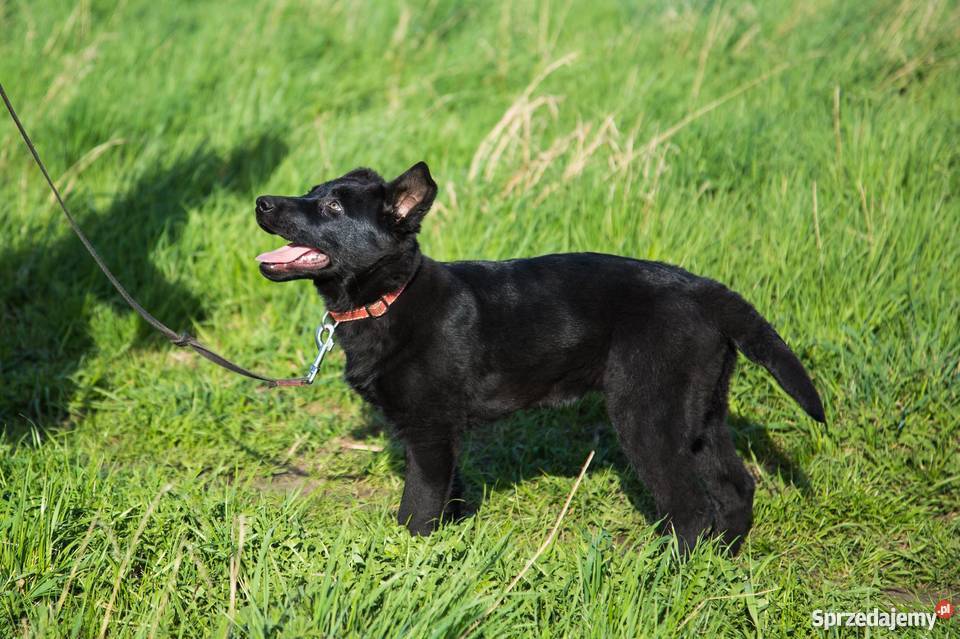 Owczarki niemieckie czarne szczeniaki małopolskie Kraków