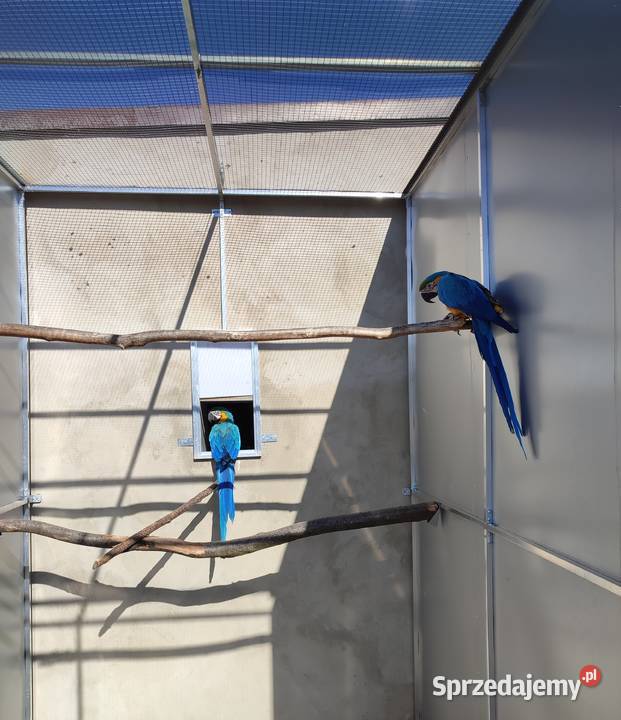 Para papug ar araraun 2023r Boguchwałowice