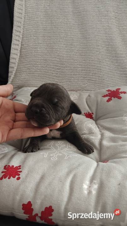 Amstaff Szczeniąta Blue Strzałków sprzedam
