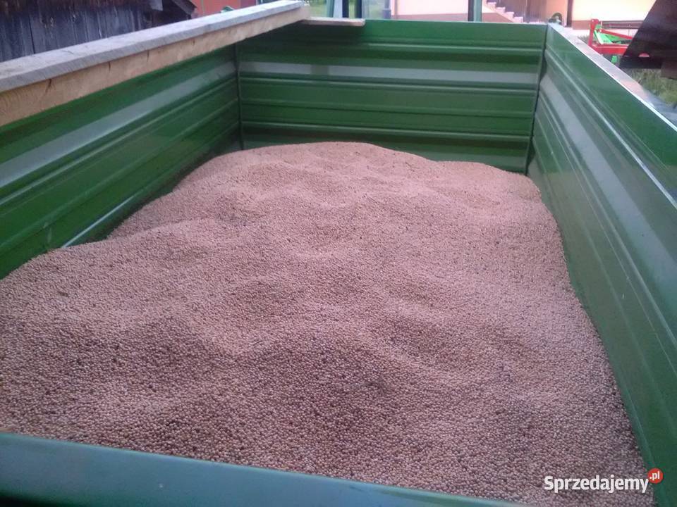 Groszek 150 metr na poplon i siew bez robaka świętokrzyskie