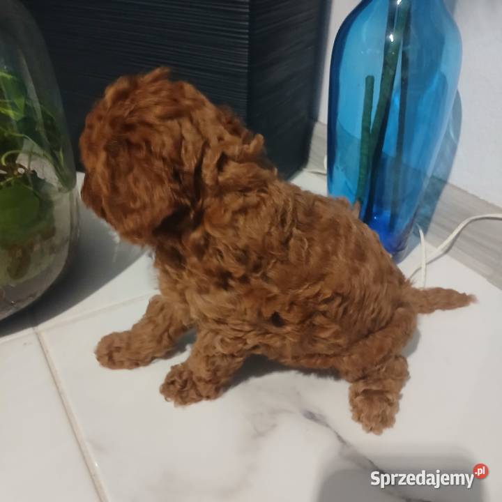 Pudel Miniatura Red samica Pozostałe Lutoryż