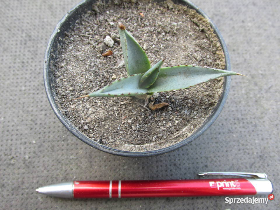 Mrozoodporna agawa do 12C Agave x nigra sadzonka Kraków
