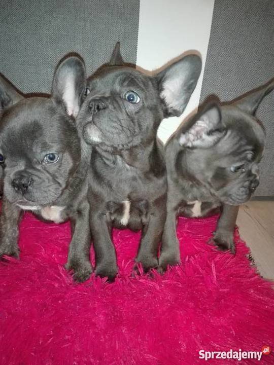 BULDOG FRANCUSKI niebieskie suczki i piesek