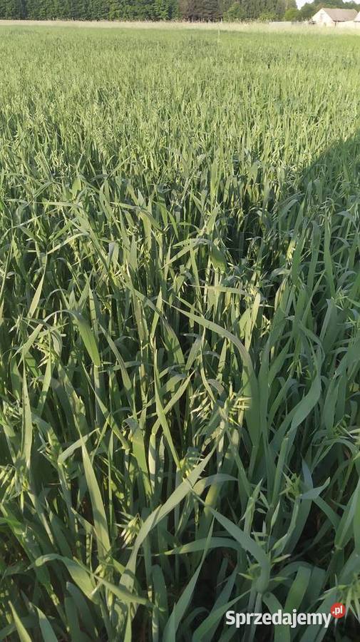 OWIES BINGO 2025 mazowieckie Wierzbno