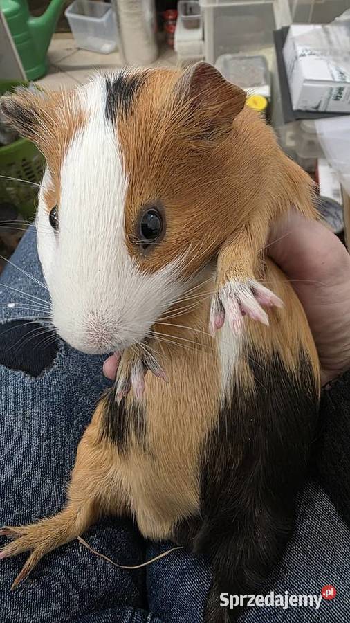 Świnka morska cavia domowa cawia Zwierzęta Tarnów