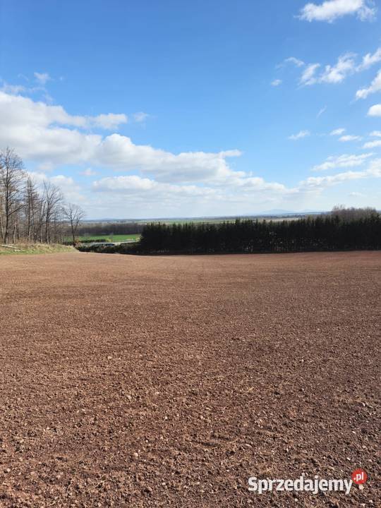 Sprzedam działkę rolnobudowlaną z dużym 15000m2 dolnośląskie Dobromierz sprzedam
