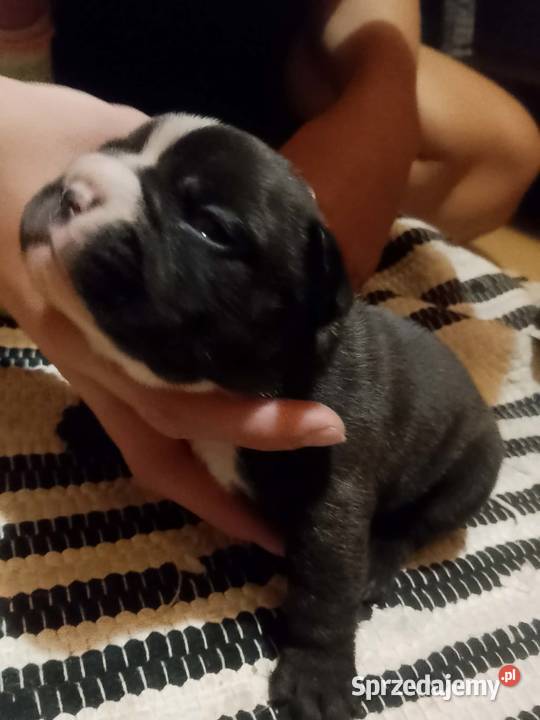 Buldog Francuski szczeniaki Białystok