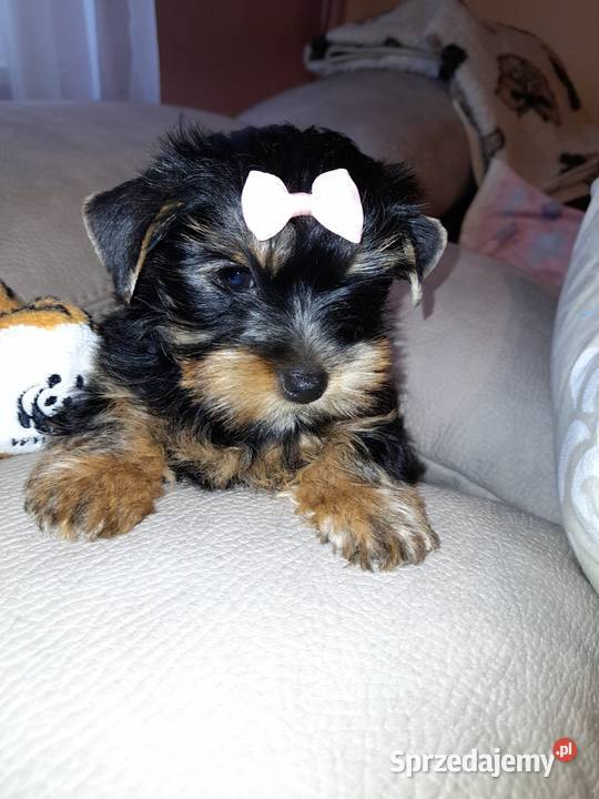 YORK SZCZENIAKI YORKSHIRE TERRIER Sandomierz