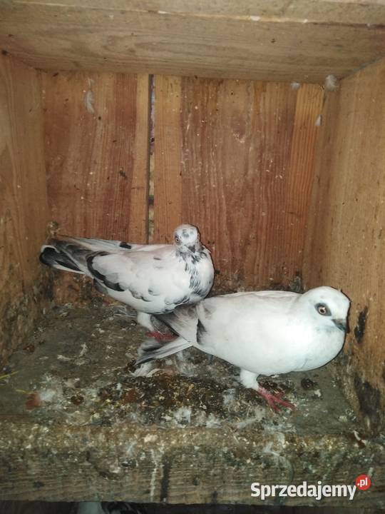 Gołębie motylki i winerki Mniów