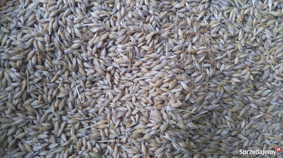 Jęczmień jary Kucyk