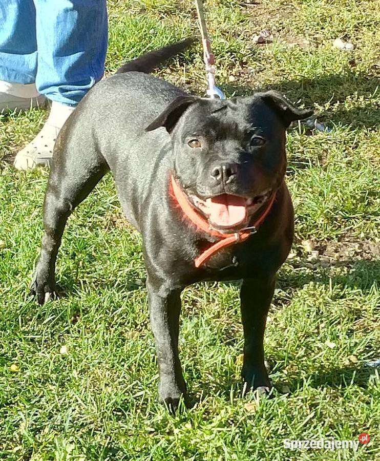 Staffordshire bull terrier Przysucha