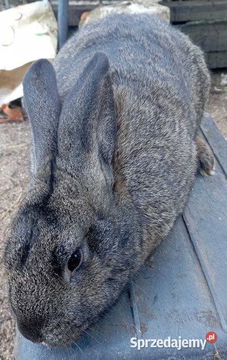 Samiec królika Koźmin Wielkopolski