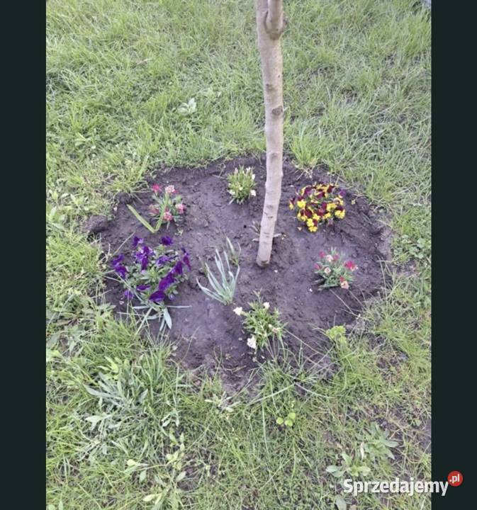 Ogródek dzialkowy Wrocław sprzedam