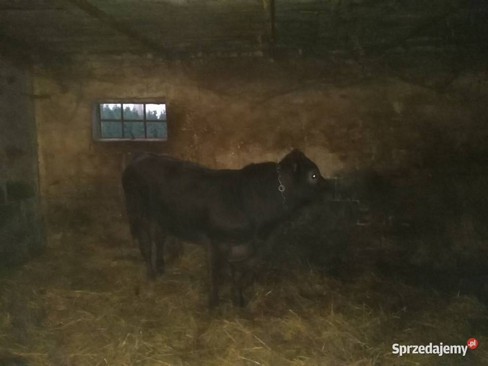 Byk LIMOUSINE ok 400 Urszulin