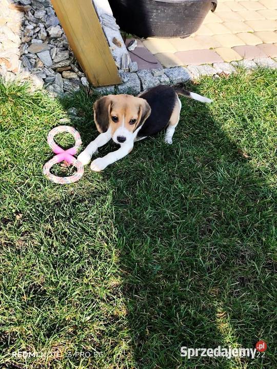 Śliczne Beagle gotowe do odbioru 3 szczepienia Poddębice sprzedam