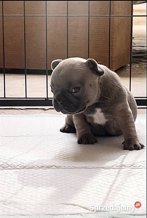 SREBRNE SZARE szczeniaki Buldog Francuski Słupsk
