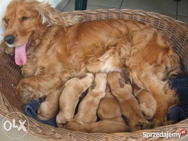 złote szczeniaki cocker spaniel