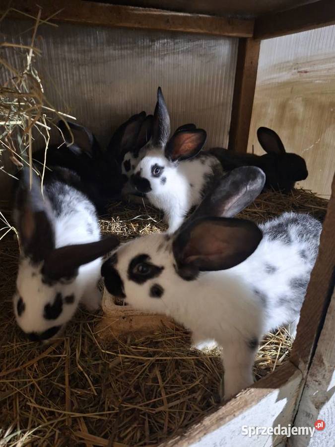 Sprzedam króliki mieszance srokacz z belgiem Skarszewy