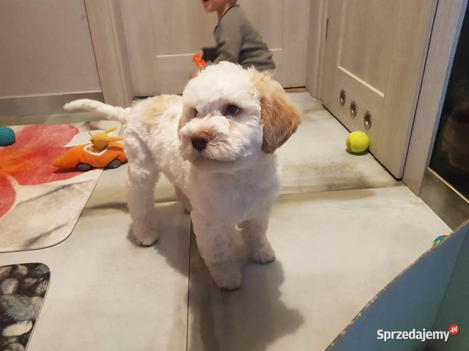 Szczenięta rasy lagotto romagnolo pieski zkwp Zwierzęta sprzedam