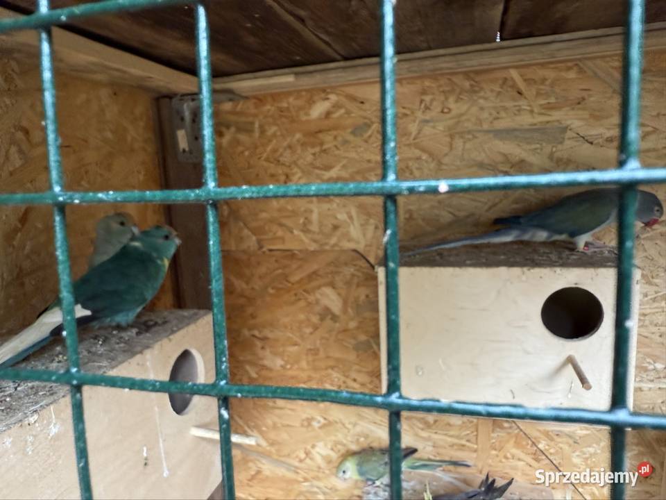 Mondrolotki kozy dolnośląskie Trzebnica