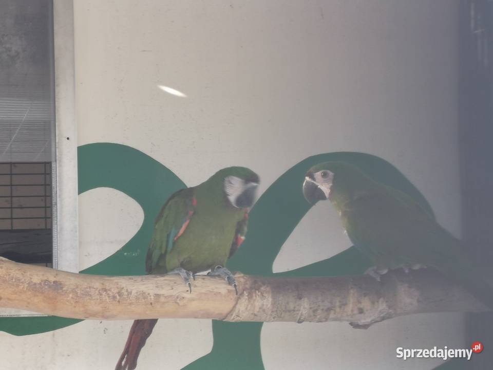 Ara Marakana Ary Marakana 2022r Para Grodzisk Wielkopolski sprzedam