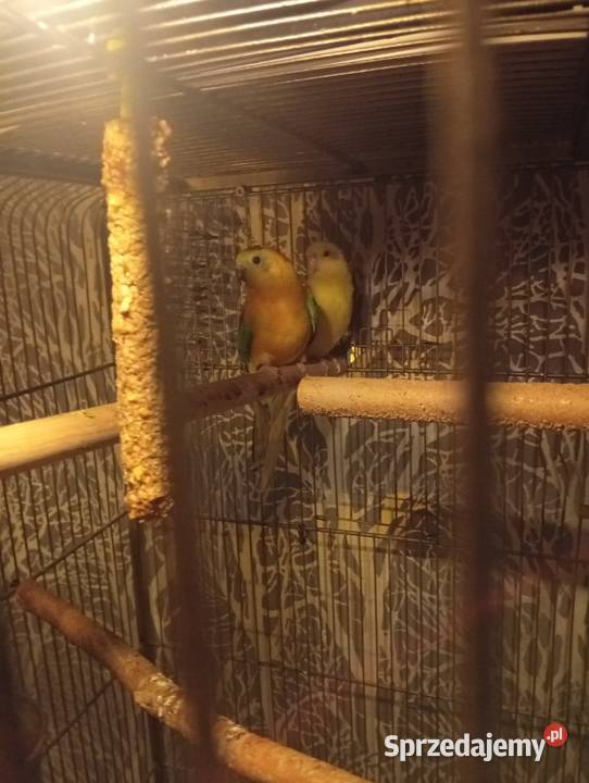 Ptaki ze zdjęcia Strzelce Opolskie