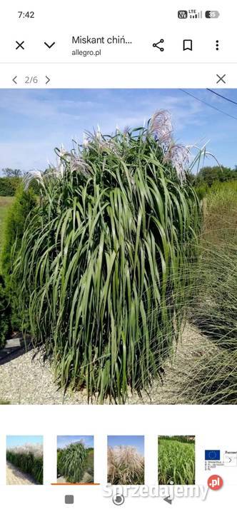 Miskanty trawy ozdobne Puławy