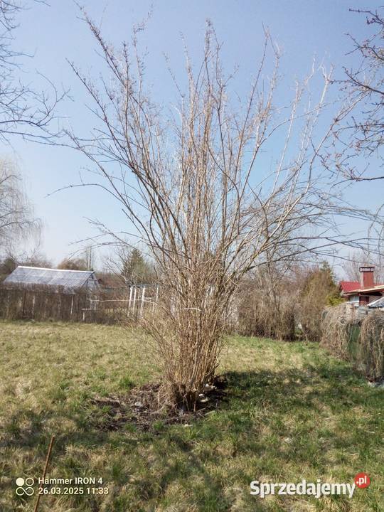 Działka ROD Słonecznik woda prąd i zielona 20m lubelskie Lublin