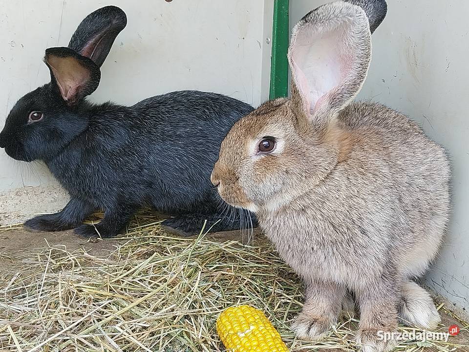 Króliki mięso tuszka królik Górka Kościejowska