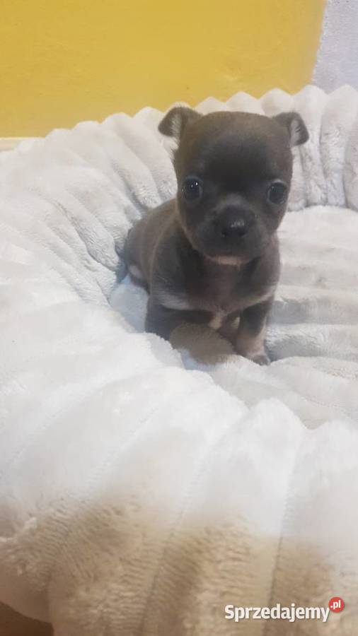 Śliczny piesek chihuahua Warszawy Płońsk