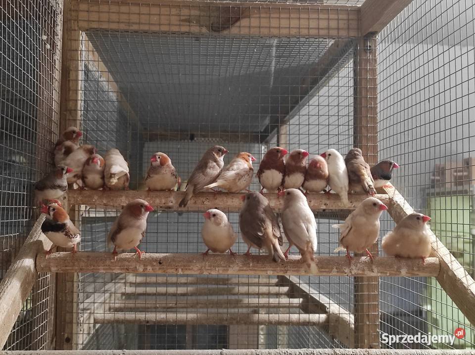 Zeberki w różnych mutacjach mazowieckie Rębków