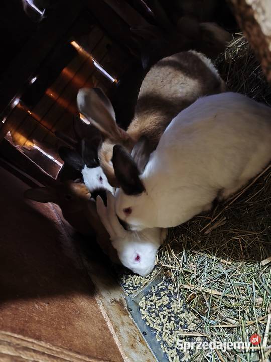 Króliki Różne Rasy Samiczki i samczyki Jasieniec