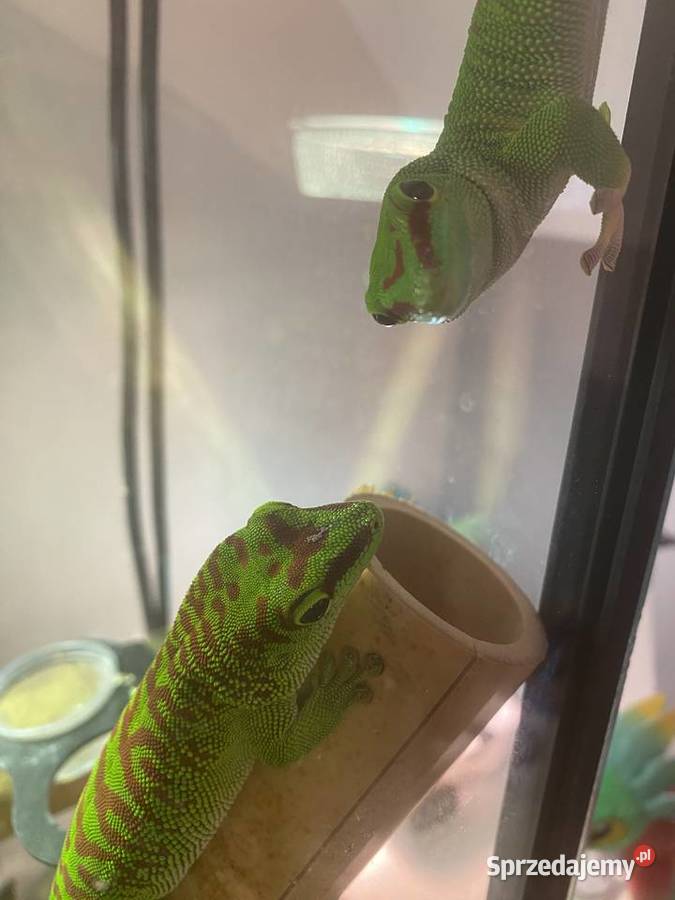 Felsuma Madagaskarska Phelsuma opolskie Opole sprzedam
