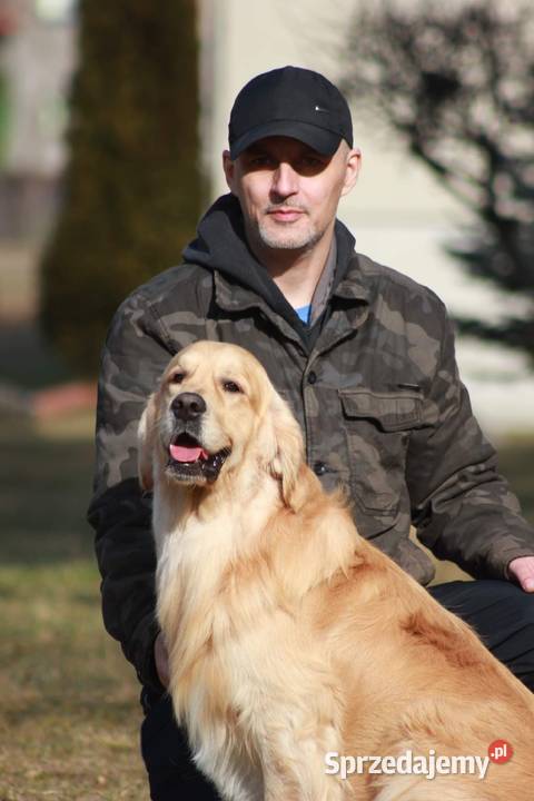 Reproduktor golden retriever ZKWP opolskie Opole usługi dla zwierząt
