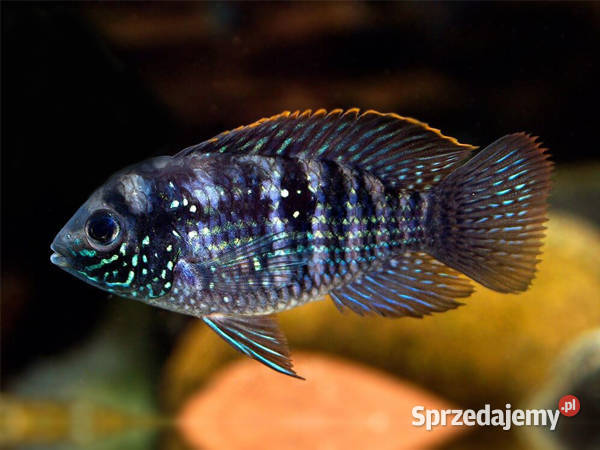 Akara błękitna Andinoacara pulcher BOGATA Gdańsk