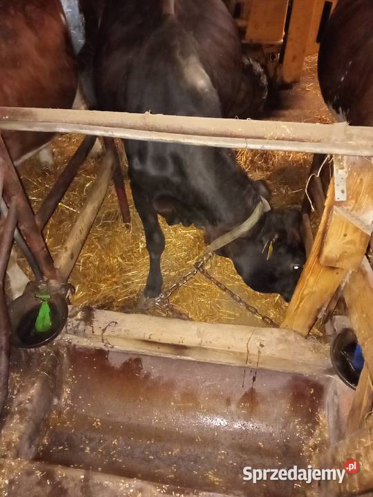 Krowy mleczne trzy sztuki pomorskie Gowidlino