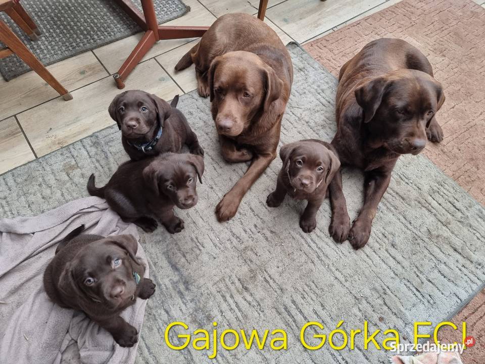 Szczęnieta Labrador Retriever FCI ZkwP oWrocław Gaj Oławski