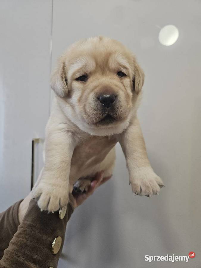 Labrador retriever Zkwp FCI Lgota Mała
