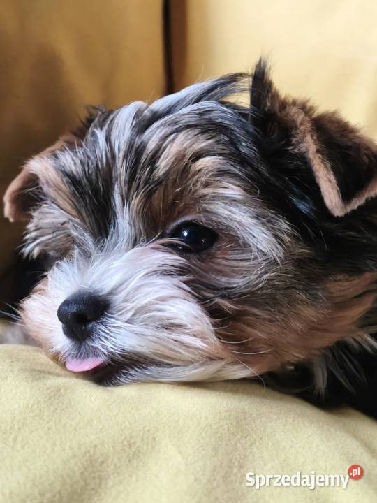 yorkshire terrier chłopiec tricilor