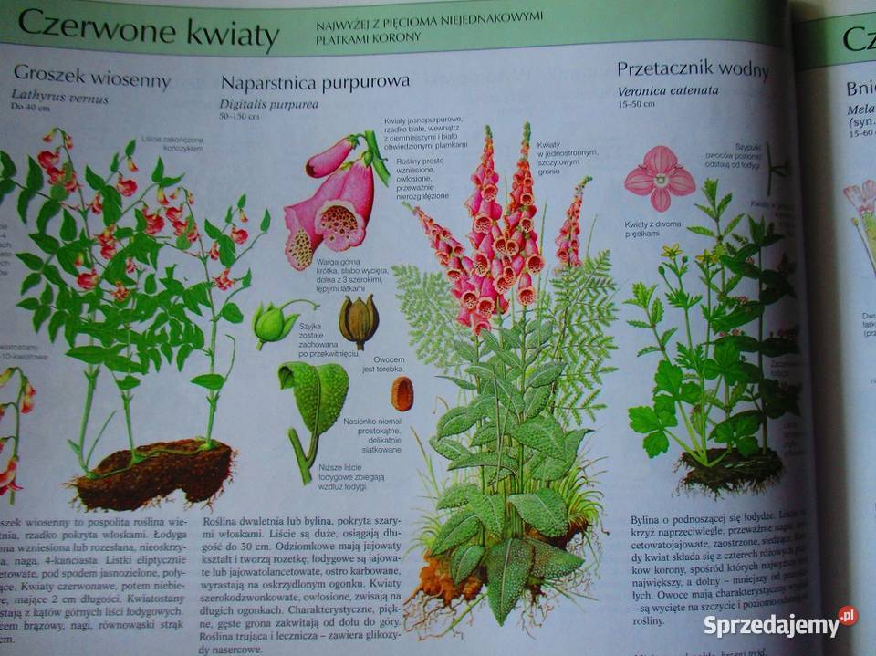 Nasza przyrodarośliny i zwierzęta Europyprzyroda Książki naukowe i popularnonaukowe Kultura i Rozrywka Łódź