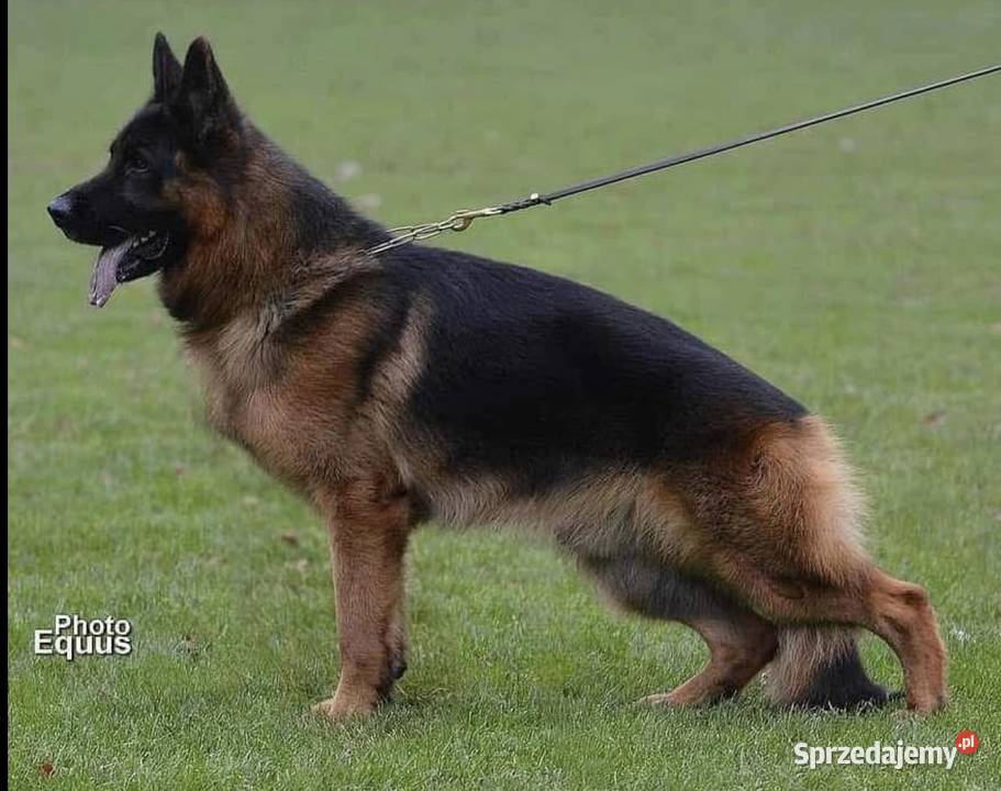 Szczeniaki owczarka niemieckiego krótkowłosy Witaszyce sprzedam